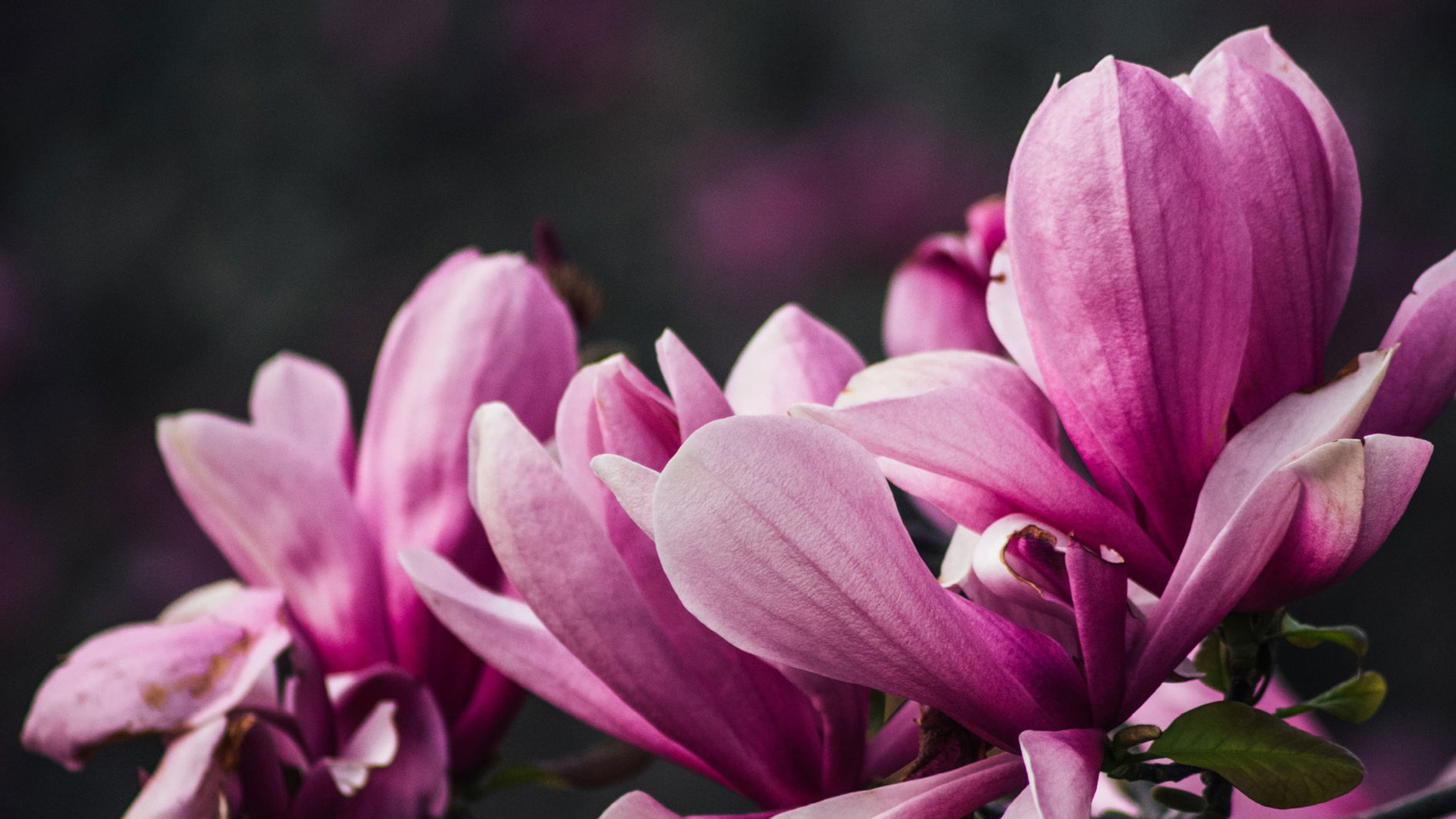 #BRANDING#DESIGN GRAPHIQUE