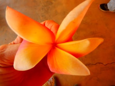 Actualités La Pépinière