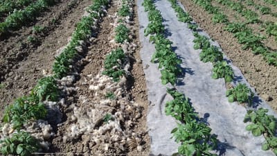Alternative kemijskoj metodi suzbijanja krumpirove zlatice