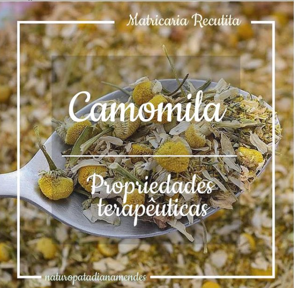 Camomila -  Propriedades Terapêuticas