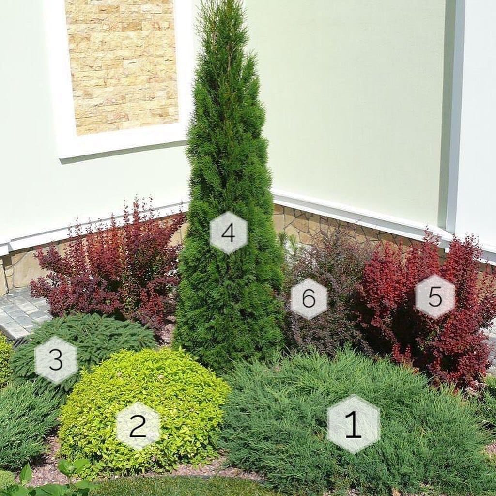 Snoeien van struiken en bomen