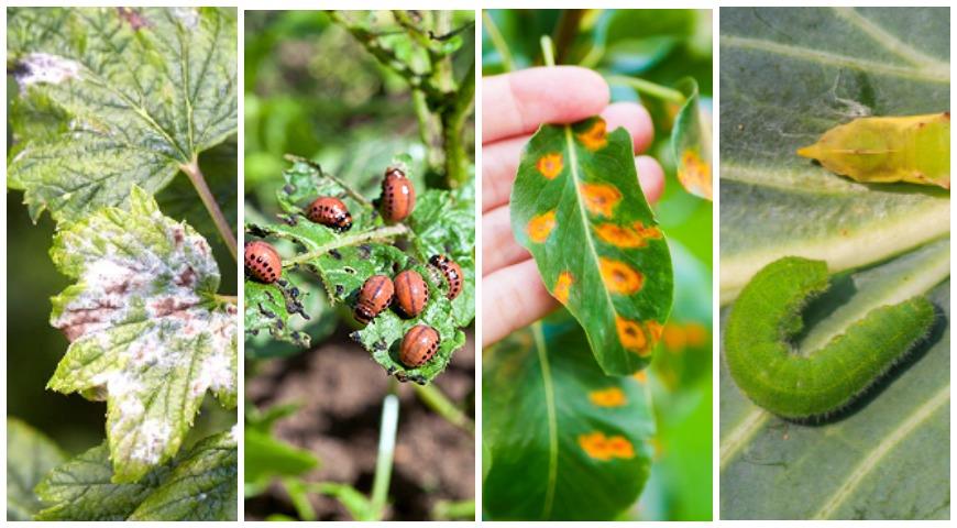 Ongediertebestrijding