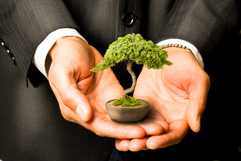Leadership Lesson from the Bonsai by Mark Conner