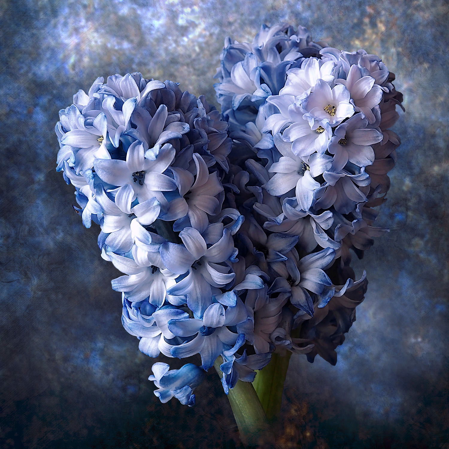 Blue Azure Hyacinth