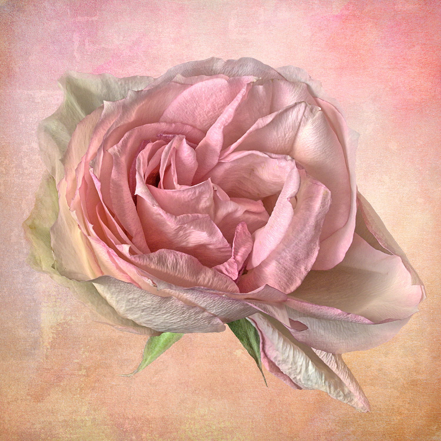 Vintage Rose