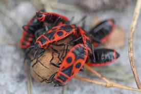 التخلص من البق والقوارض والفئران