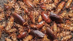 القضاء على الصراصير