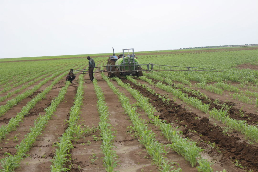 Post-Harvest Losses (PHL) funded by WHH 2018