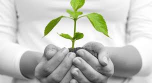 טְרָאוּמָה - 'מַטֵּה אוֹר'