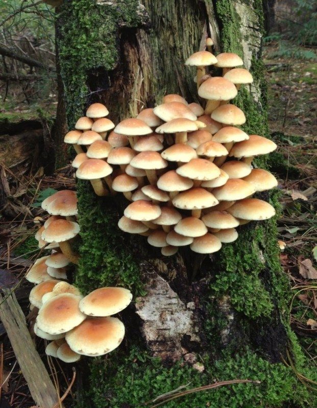 Wood Decay Fungi