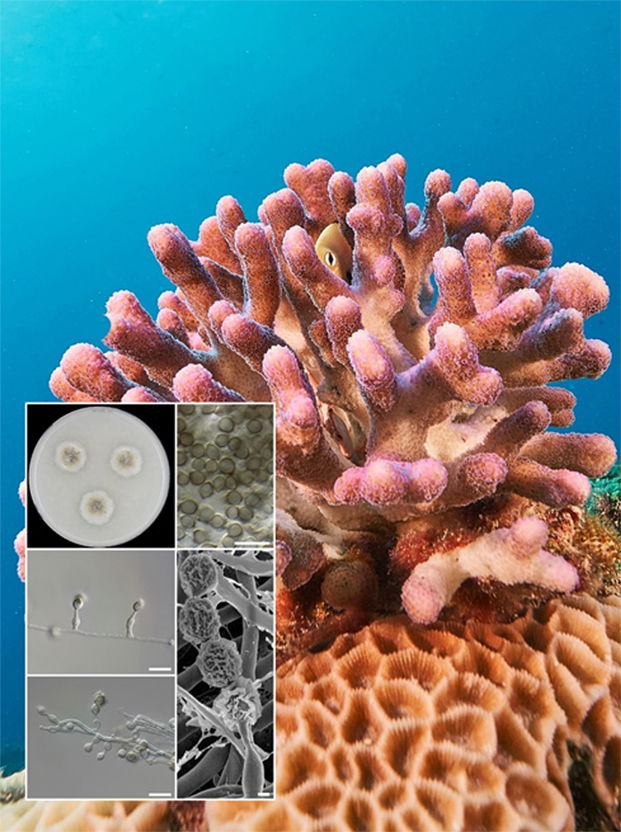 Fungi in the Marine Environment