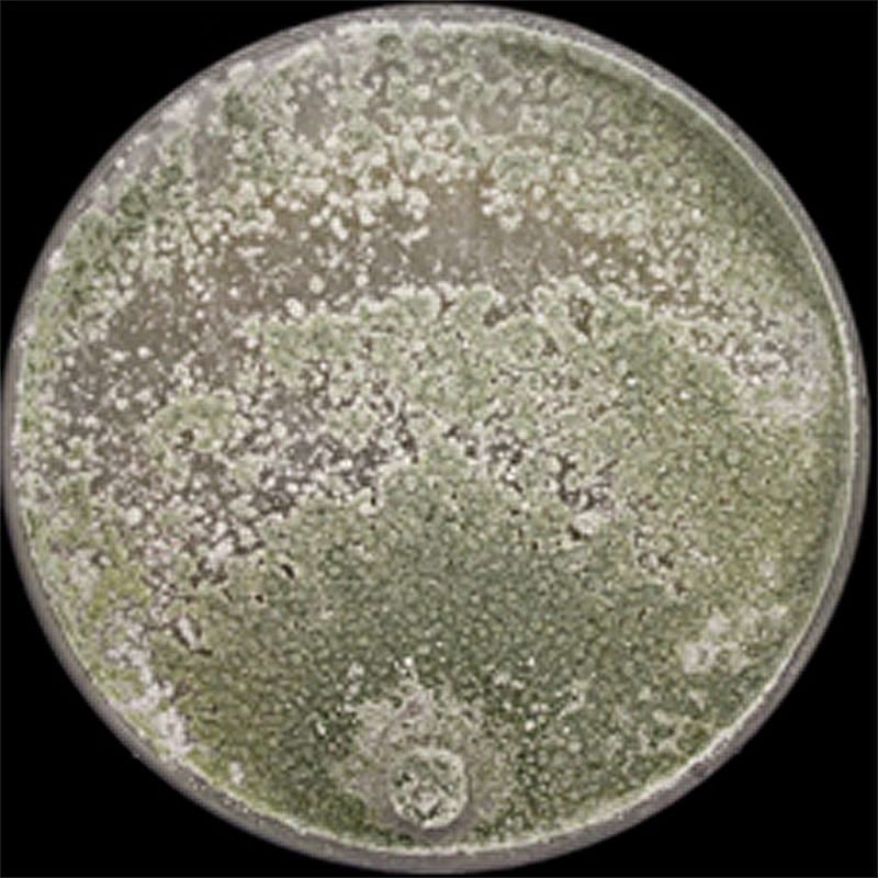 Trichoderma Germination and Mycoparasitism