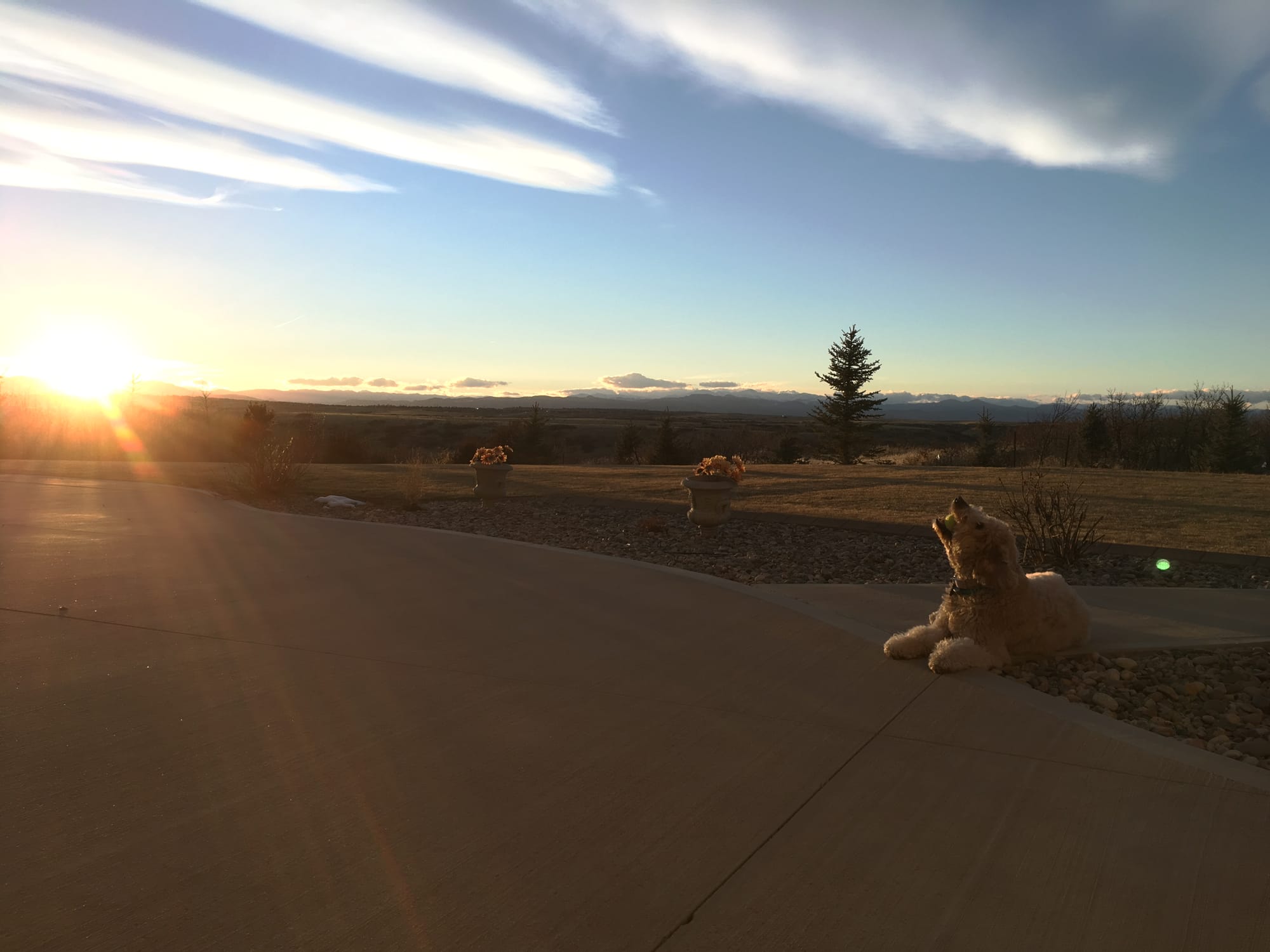 The Dog Roar