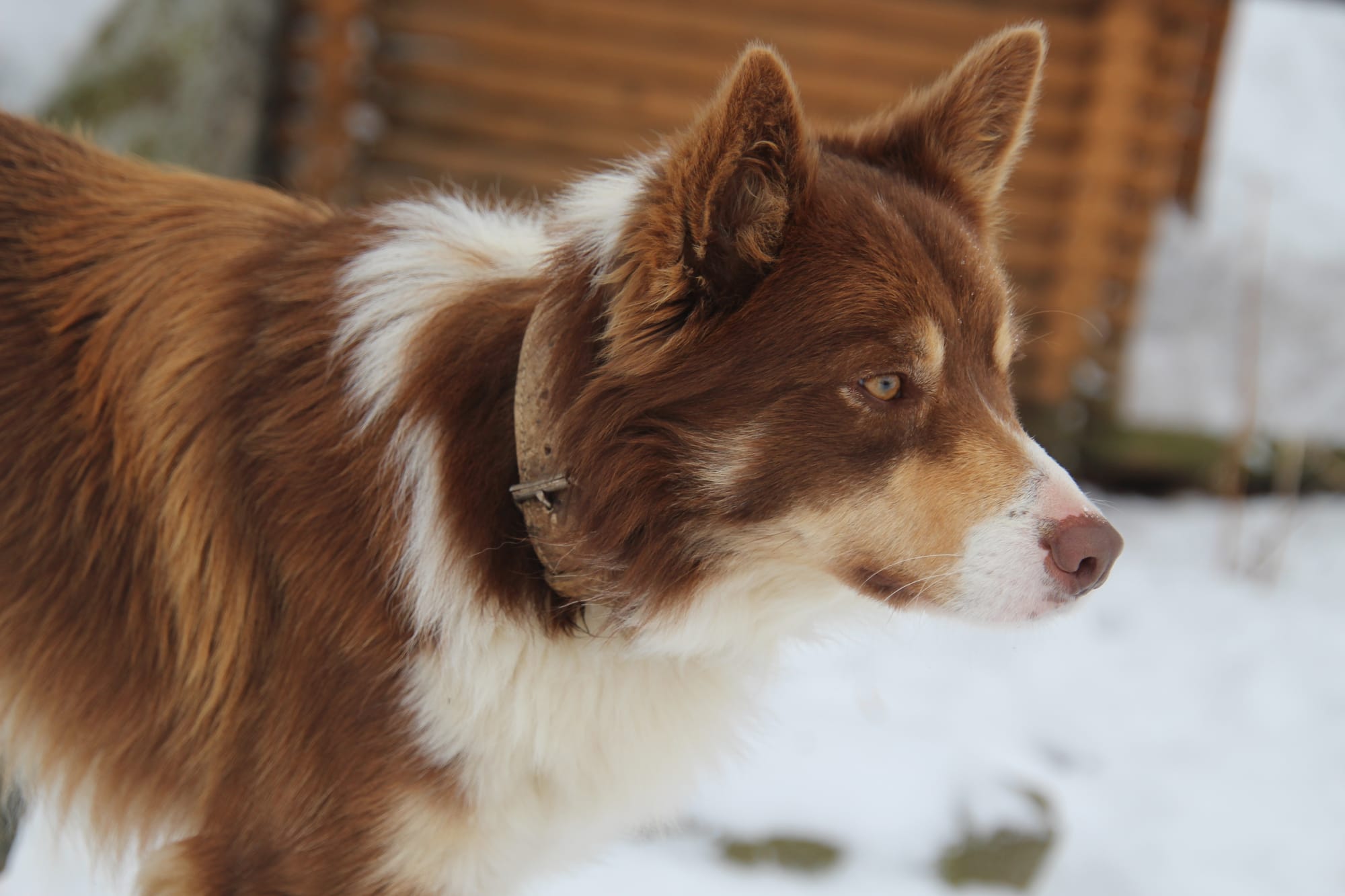 Nos chiens Border Collie