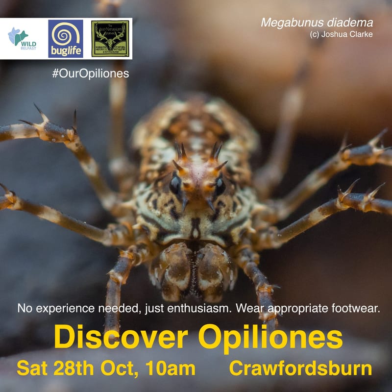 Discover Opiliones