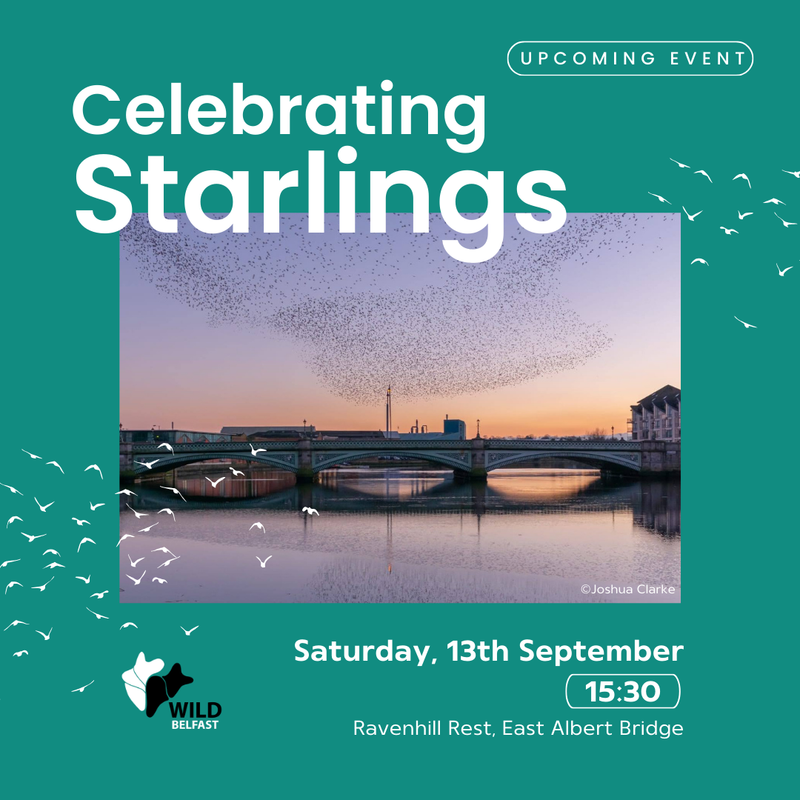 Celebrating Starlings