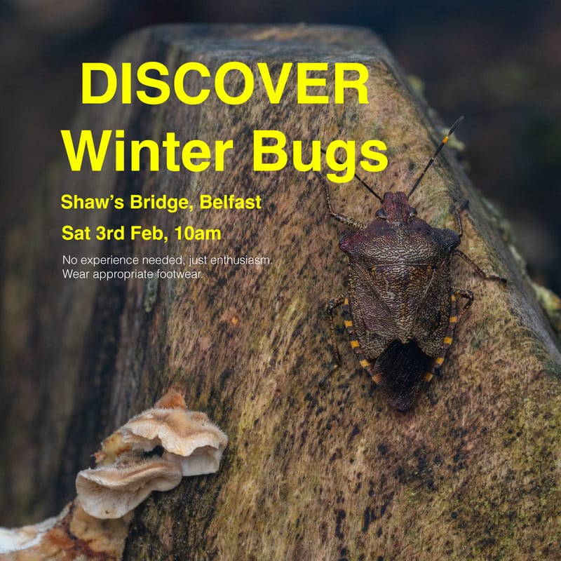 Discover Winter Bugs