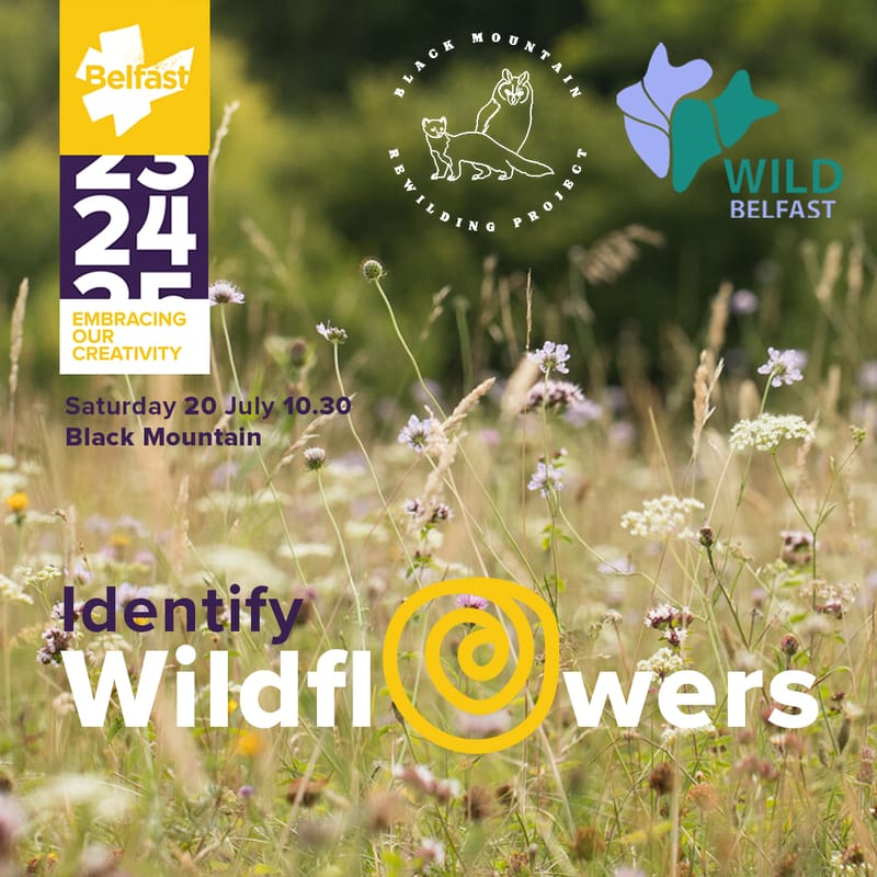 Wildflowers and Butterflies - Black Mountain