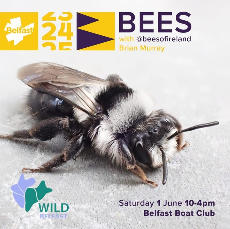 Bees with @BeesofIreland