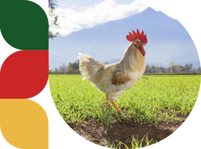 Gran Gallo