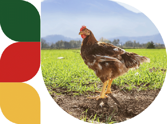 Pollo Gran Selezione