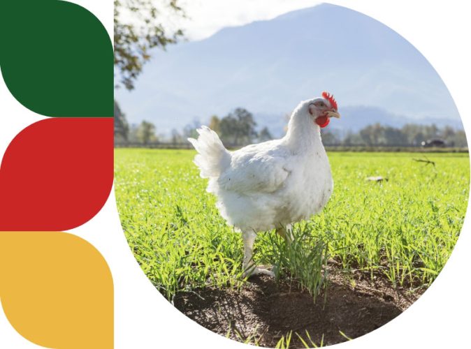 Pollo dal Piemonte