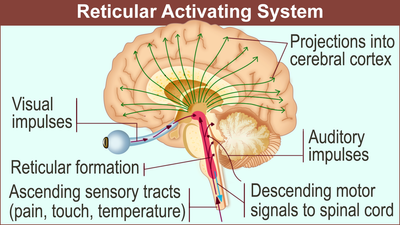 Unlocking the Mind's Potential: The Power of the Reticular Activating System