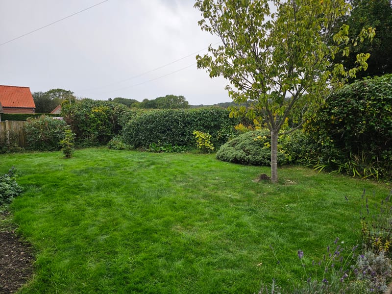 Hedge, trees and shrubs.