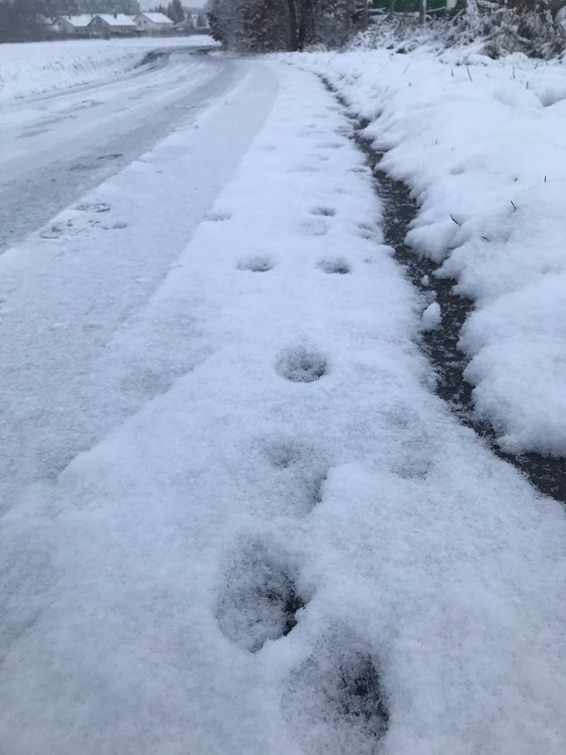 Spuren im Schnee…