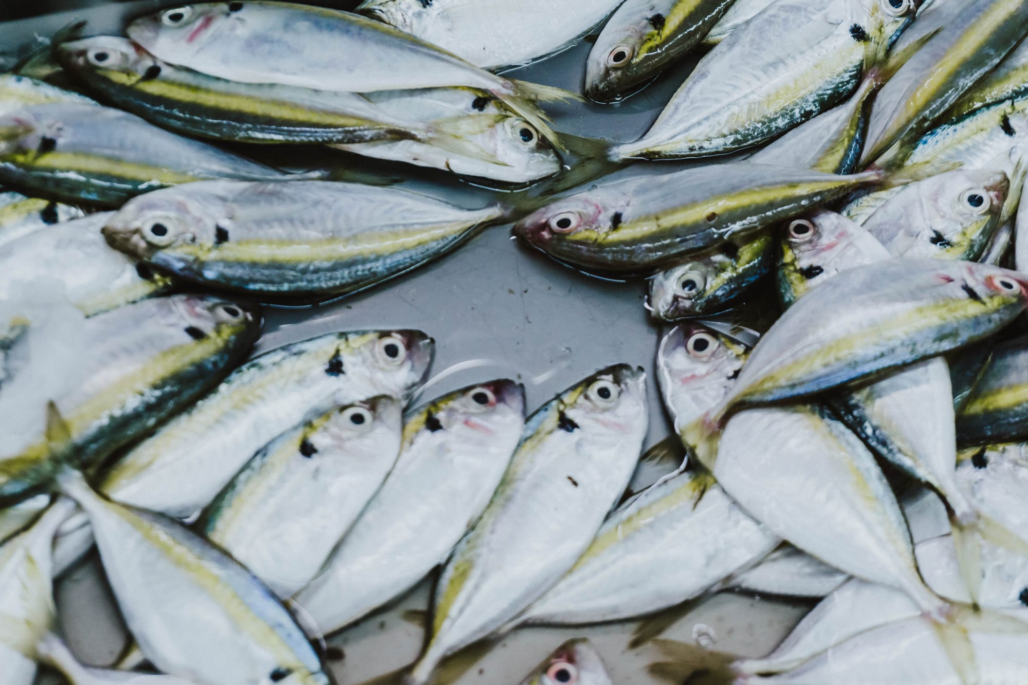 Red Tide in Panama City Kills a Bunch of Fish