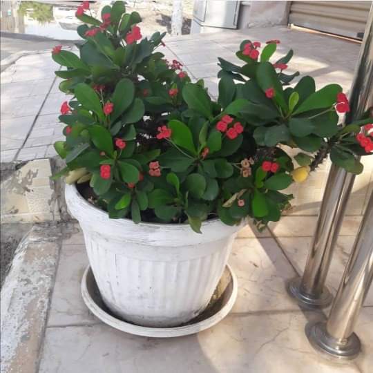 يوجد لدينا جميع انواع الشتلات النباتية 