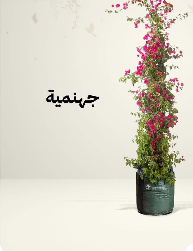 يوجد لدينا جميع انواع الشتلات النباتية 