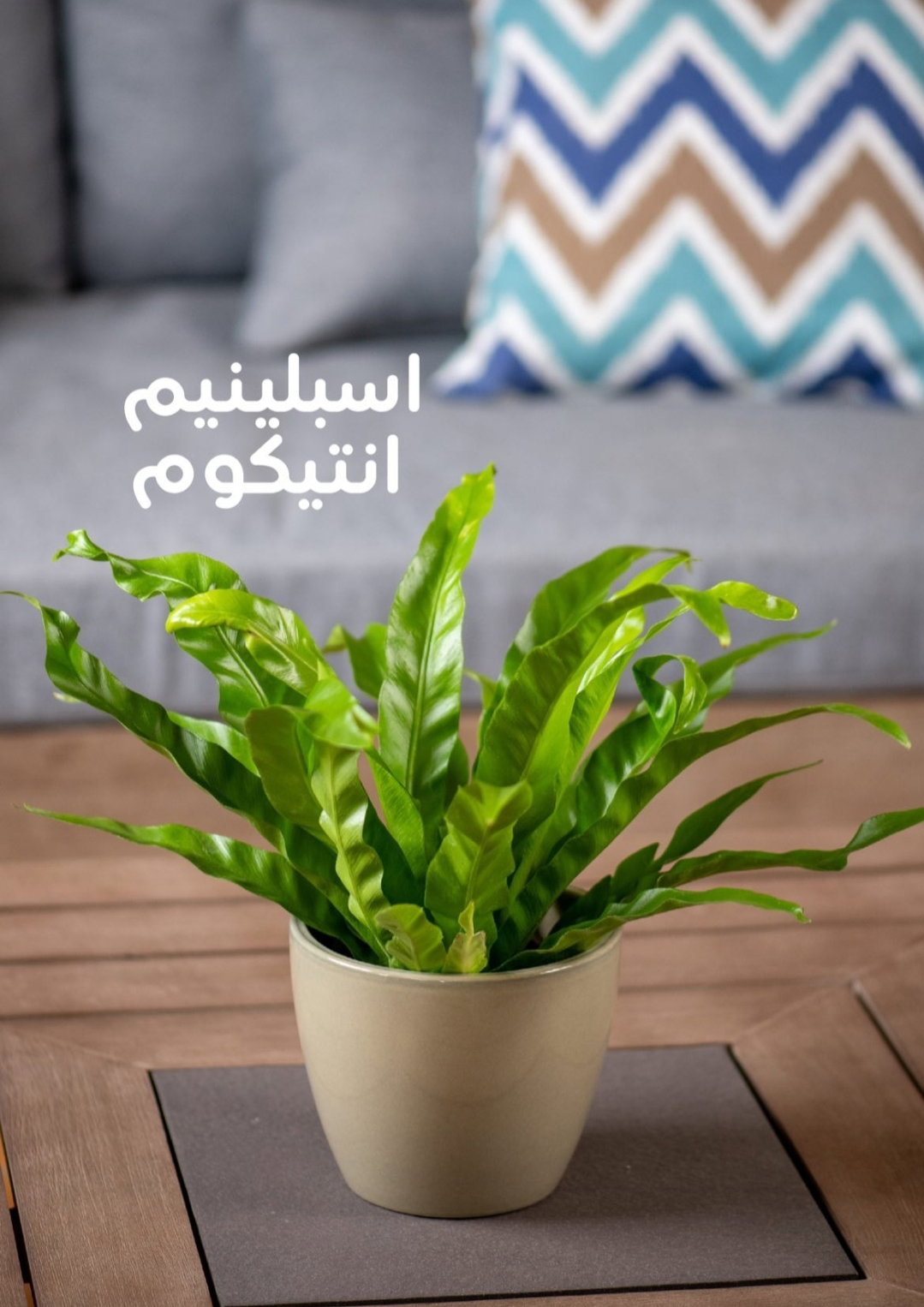 يوجد لدينا جميع انواع الشتلات النباتية 