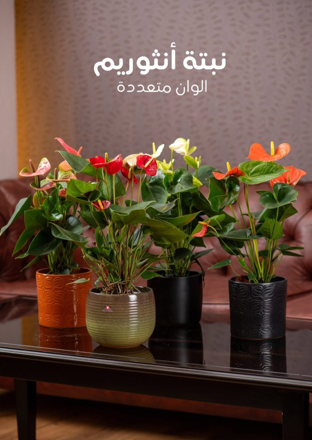 يوجد لدينا جميع انواع الشتلات النباتية 