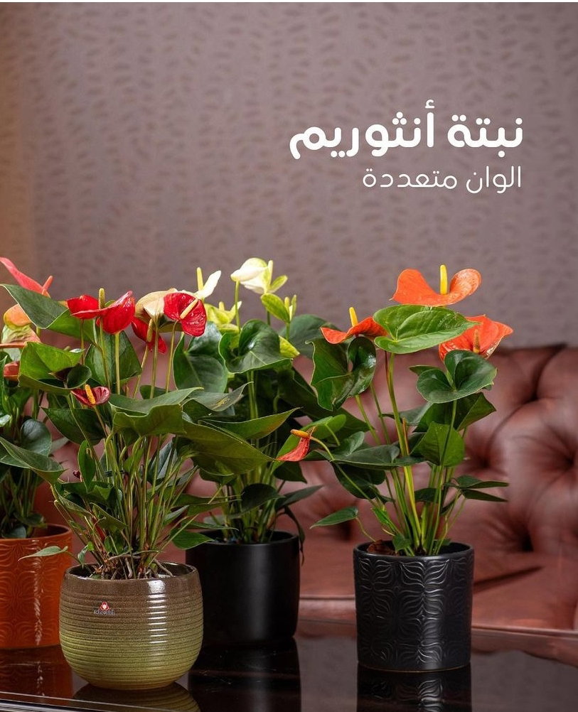 يوجد لدينا جميع انواع الشتلات النباتية 