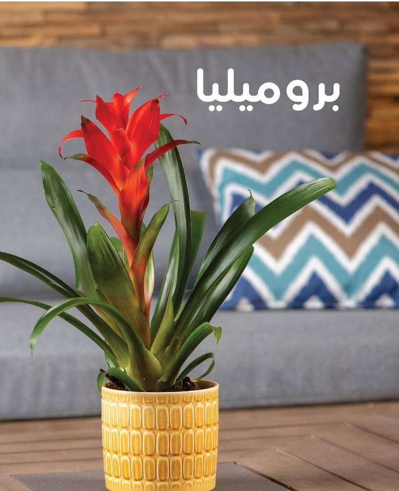 يوجد لدينا جميع انواع الشتلات النباتية 