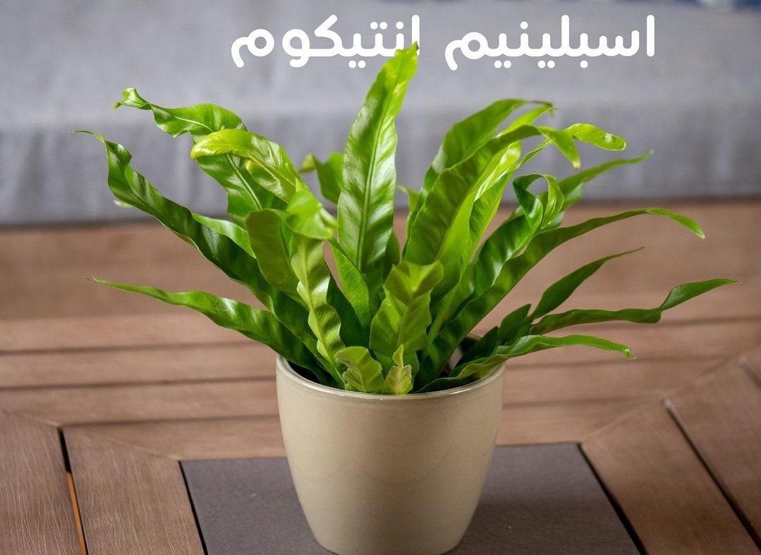 يوجد لدينا جميع انواع الشتلات النباتية 