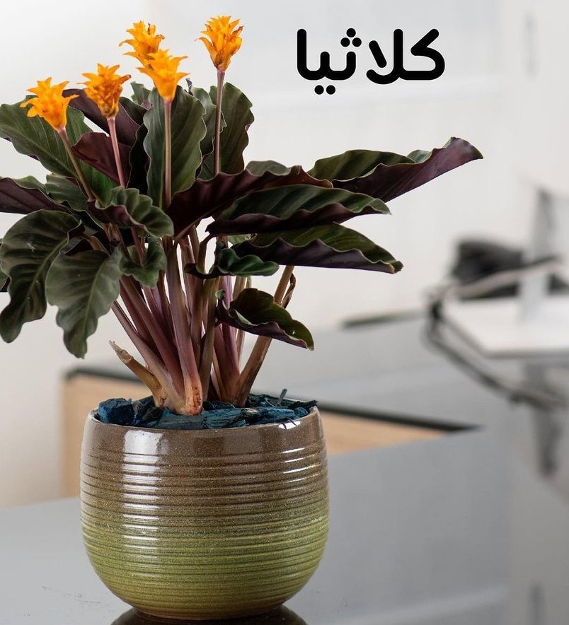 يوجد لدينا جميع انواع الشتلات النباتية 