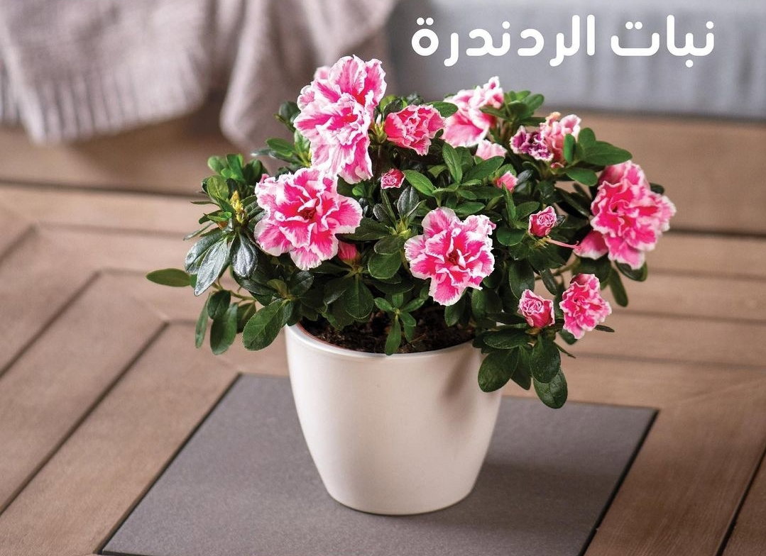 يوجد لدينا جميع انواع الشتلات النباتية 
