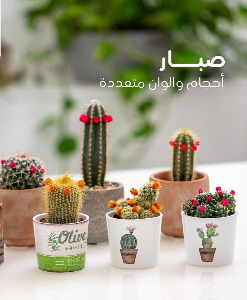 يوجد لدينا جميع انواع الشتلات النباتية 