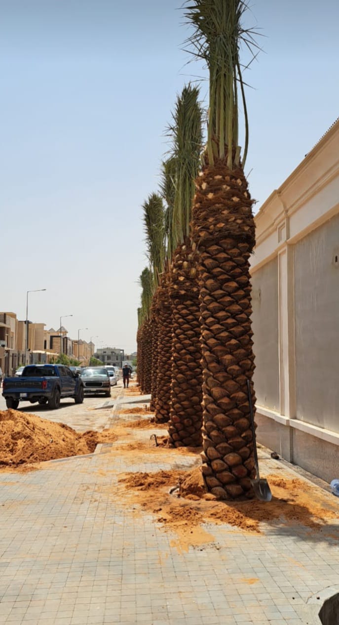 يوجد لدينا جميع انواع النخيل 