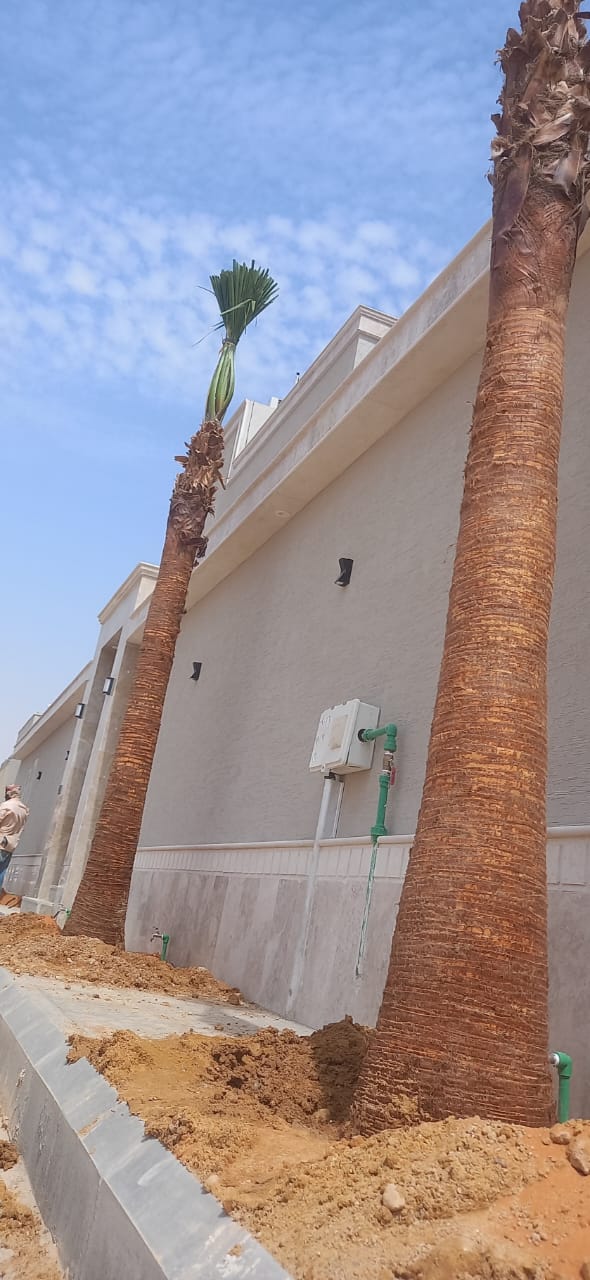 يوجد لدينا جميع انواع النخيل 