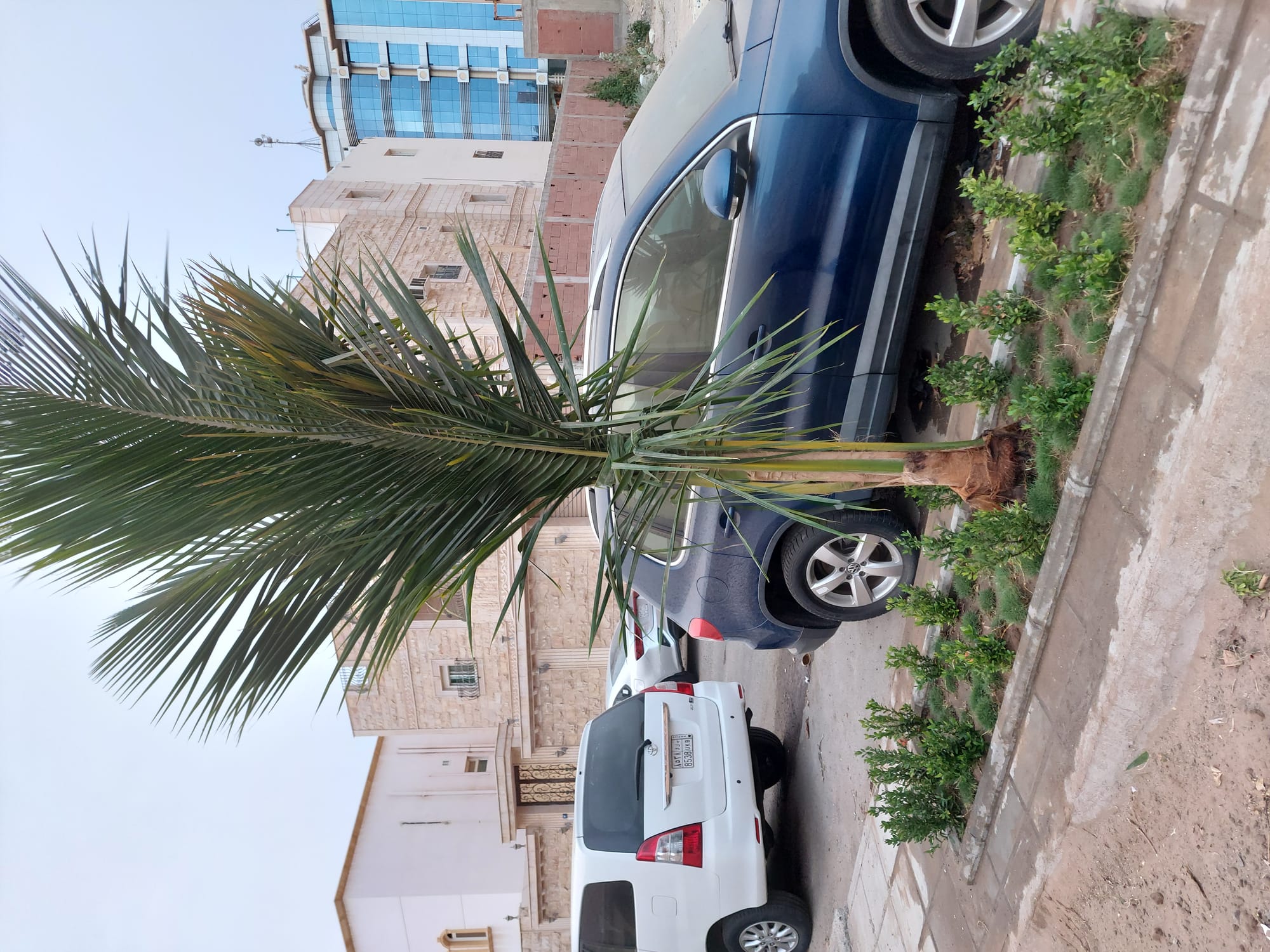 يوجد لدينا جميع انواع النخيل 