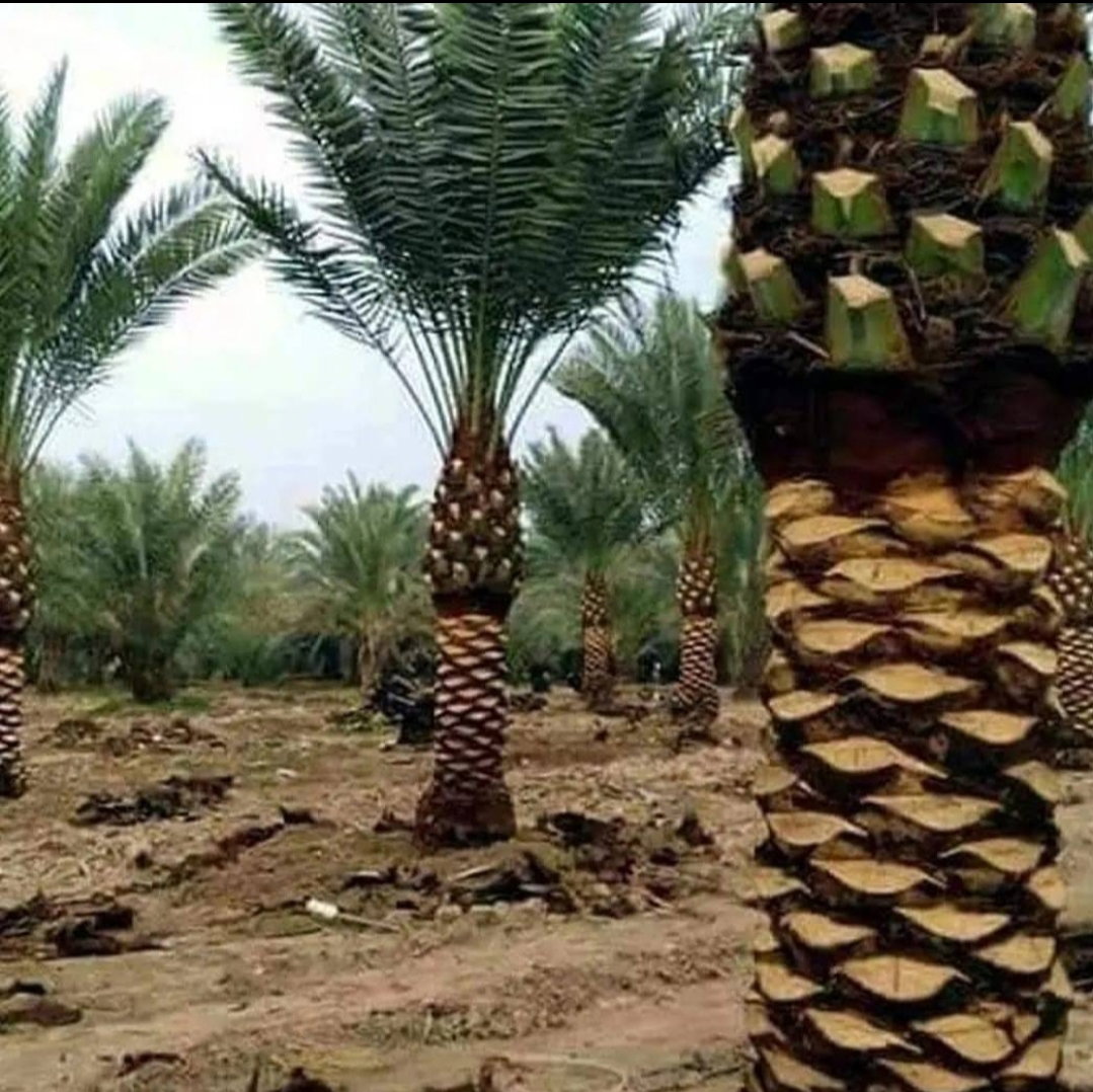يوجد لدينا جميع انواع النخيل 