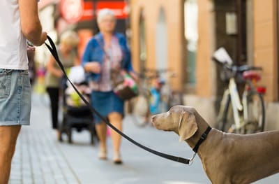 How to Prepare Home Cooked Food for Your Dog