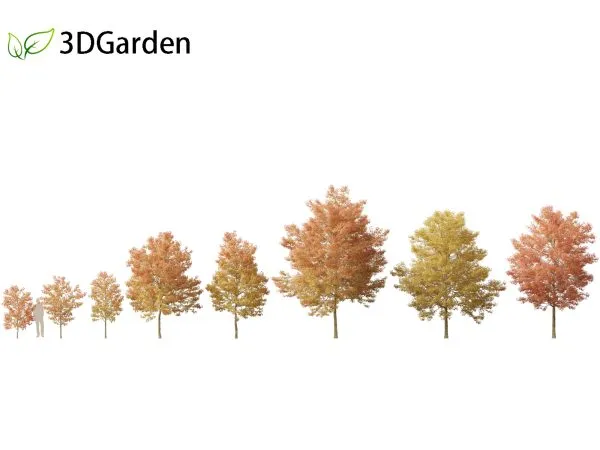 Bougainvillea3D model free download