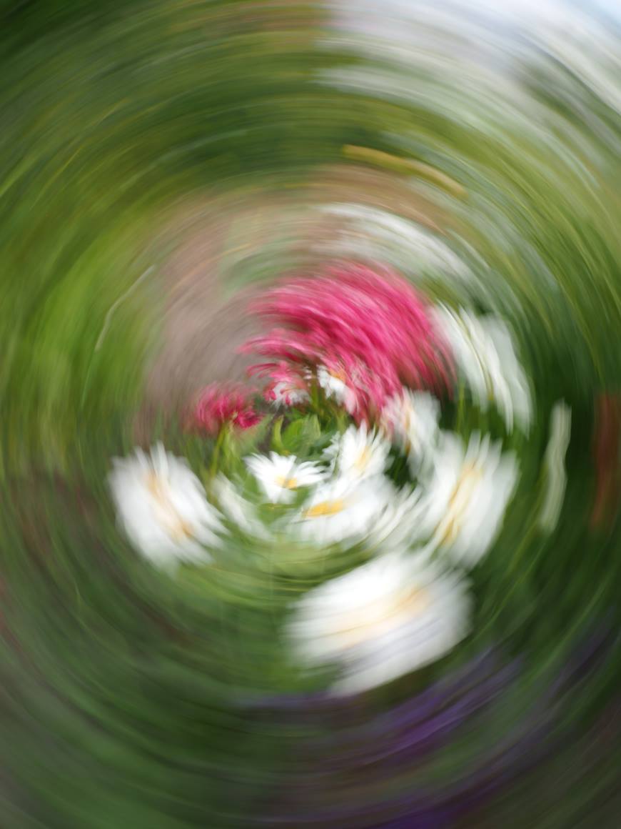 Marguerite ii / Margerite ii