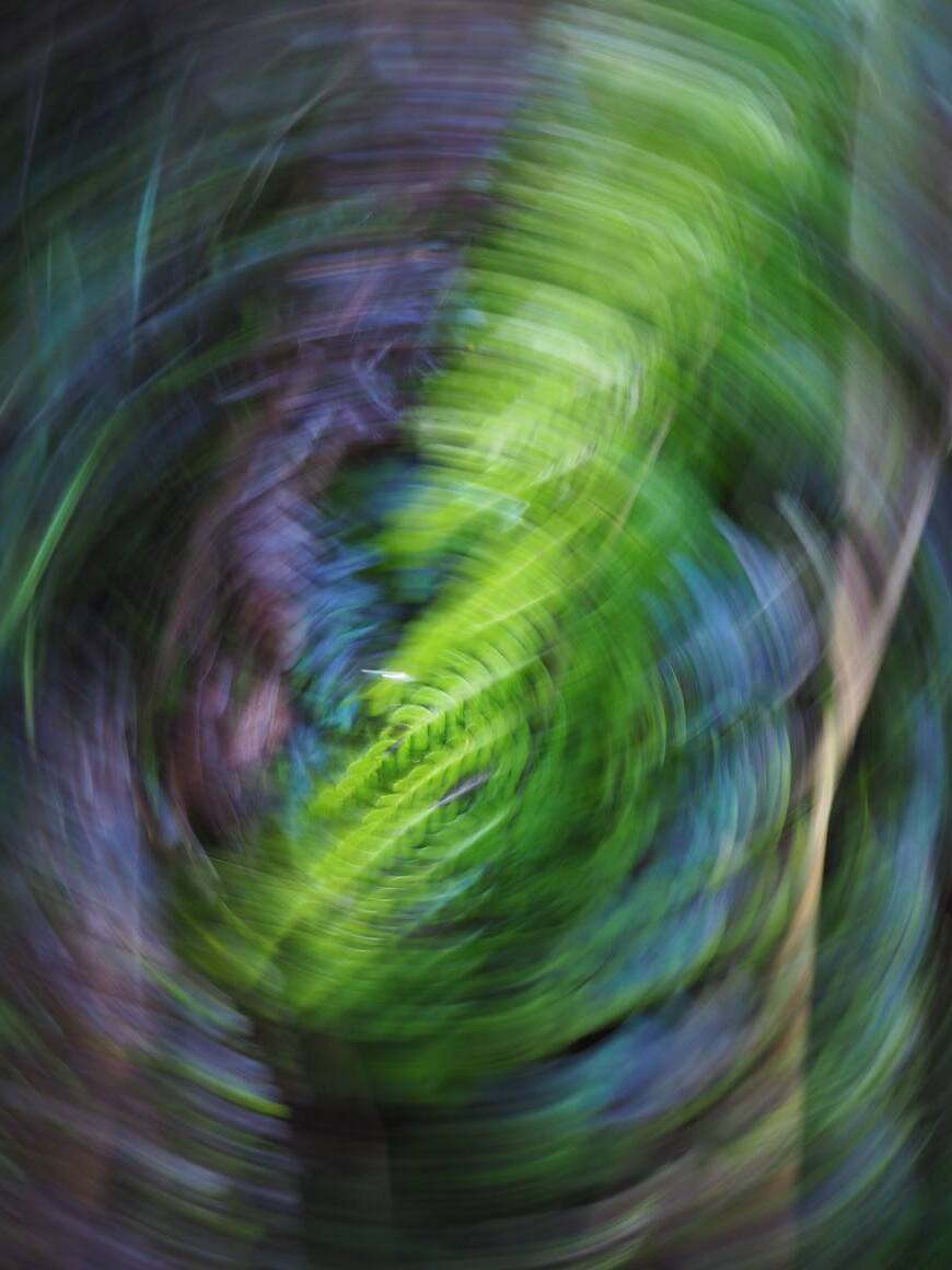 Fern / Farn