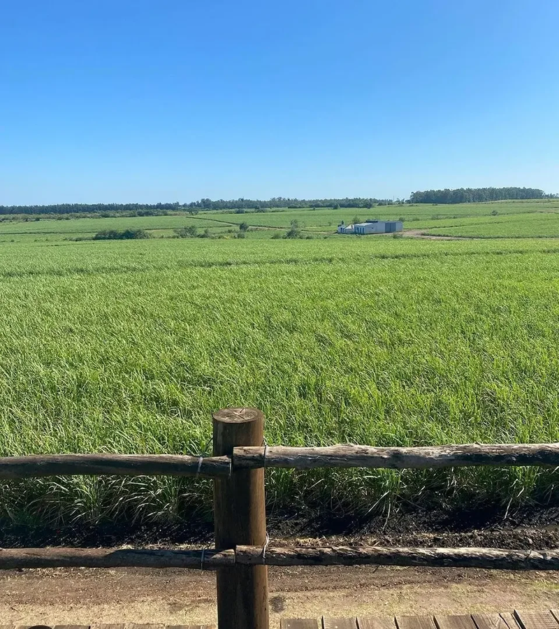 Paseo Caña De Azúcar