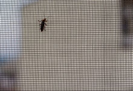 רשת פיבר לחלונות ליתושים